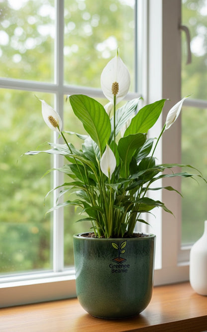 Peace Lilly