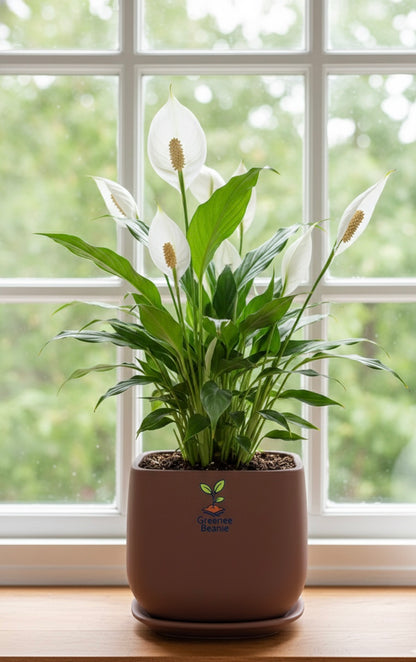 Peace Lilly