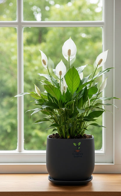 Peace Lilly