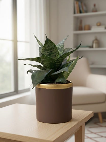 Snake Plant (Sansevieria)
