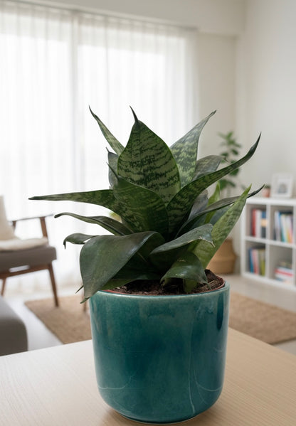 Snake Plant (Sansevieria)