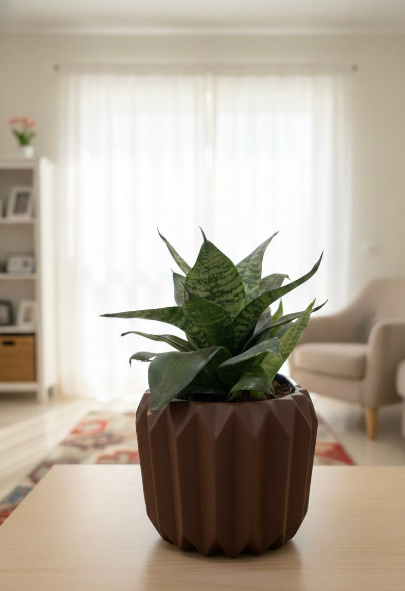 Snake Plant (Sansevieria)