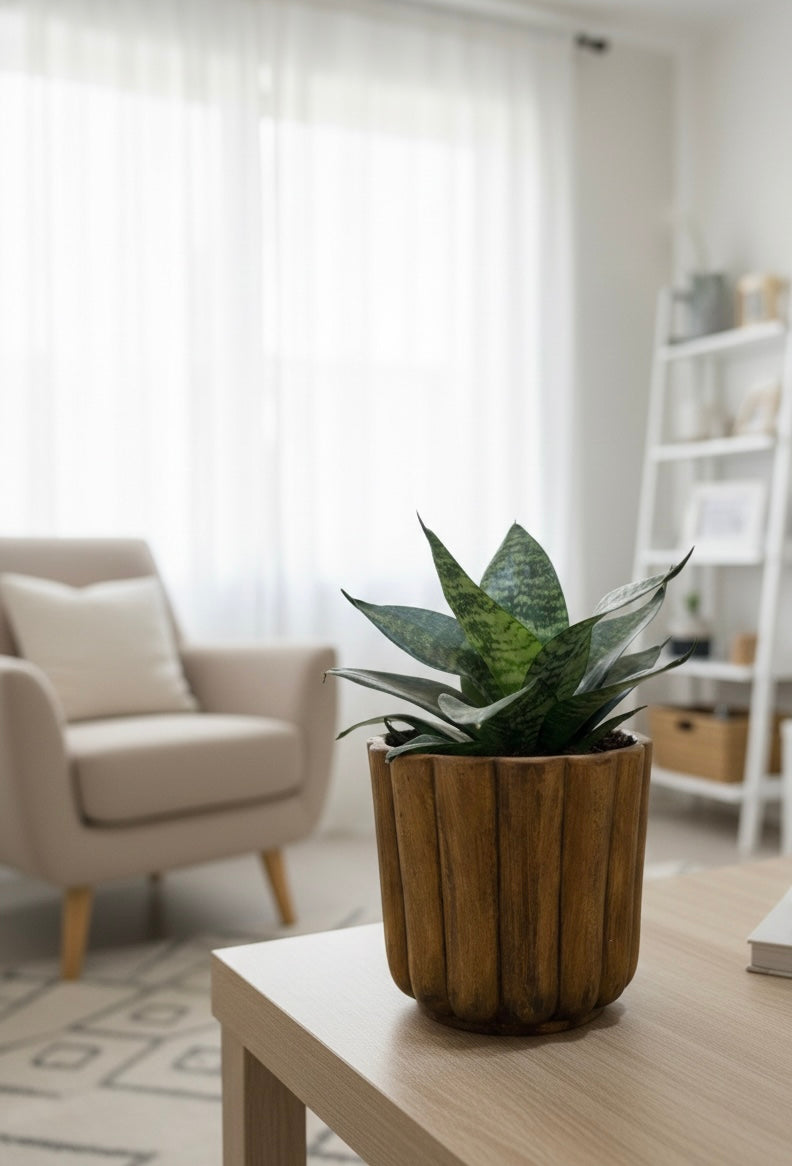 Snake Plant (Sansevieria)