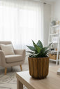 Snake Plant (Sansevieria)