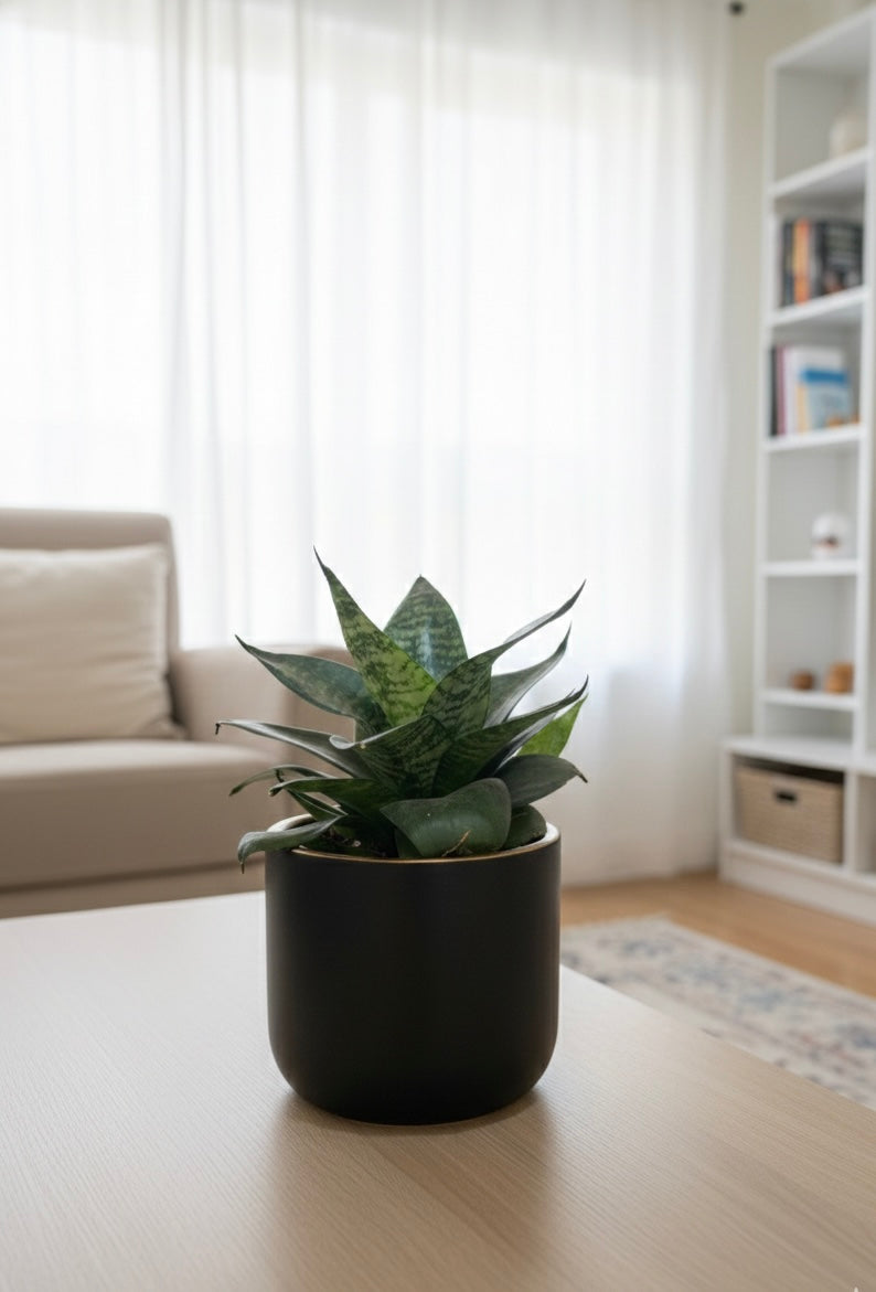Snake Plant (Sansevieria)