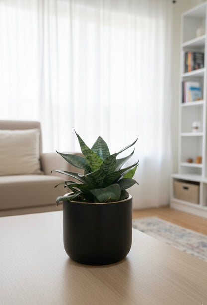 Snake Plant (Sansevieria)