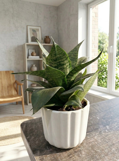Snake Plant (Sansevieria)