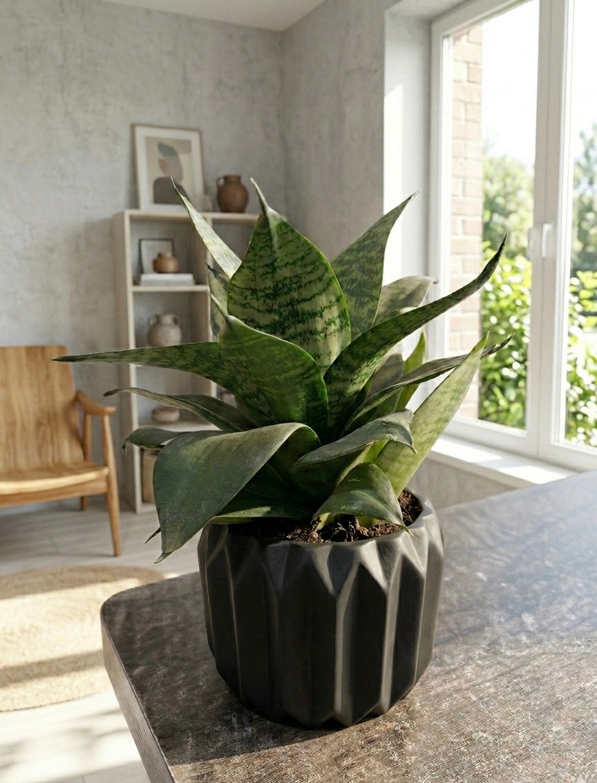 Snake Plant (Sansevieria)