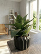 Snake Plant (Sansevieria)