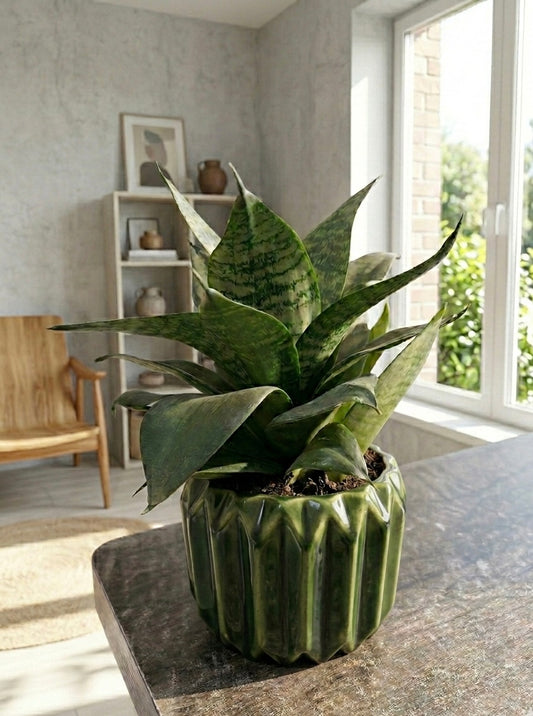Snake Plant (Sansevieria)