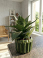 Snake Plant (Sansevieria)