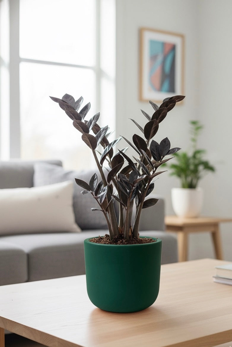Small Plants