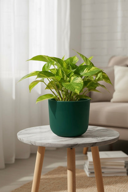 golden money plant