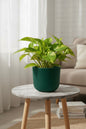 golden money plant