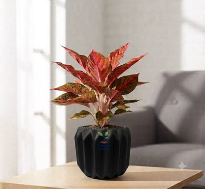 Aglaonema Chinese red