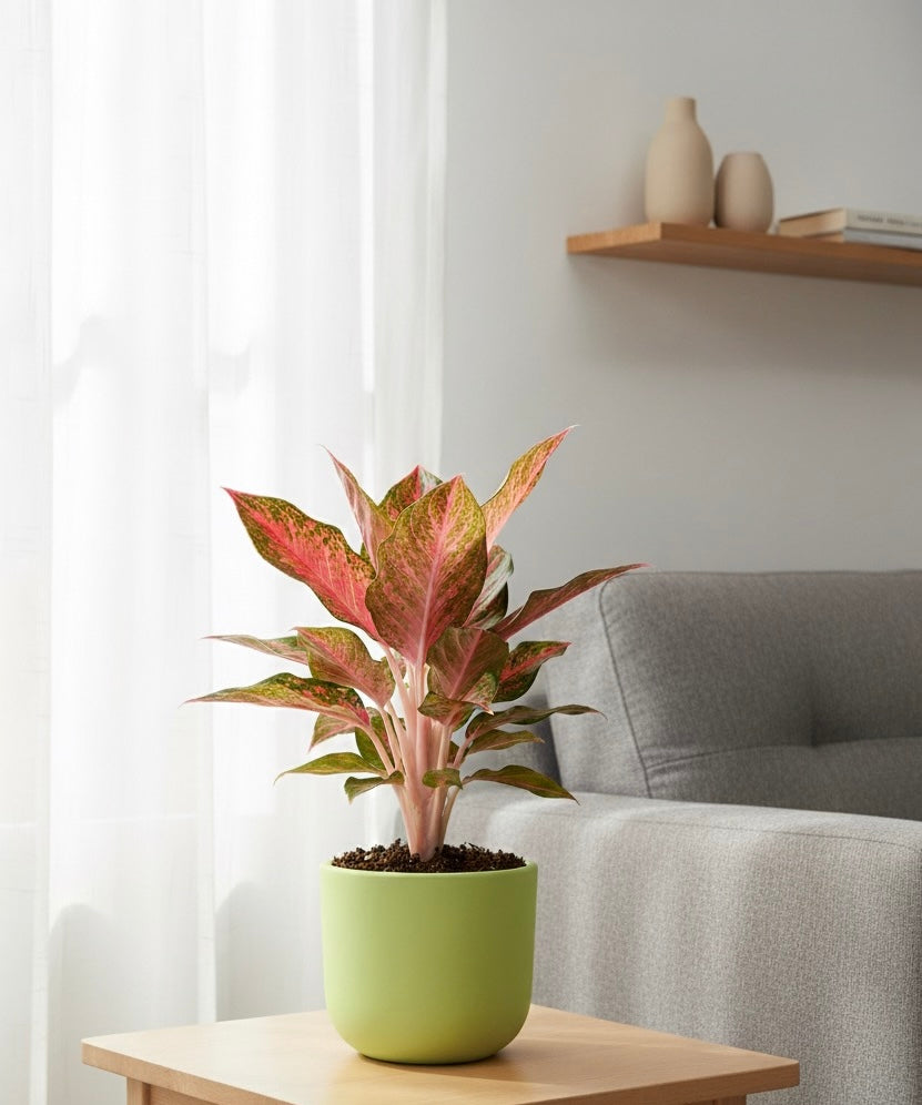 Small Plants