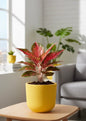 Small Plants