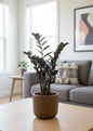 Black ZZ (Zamioculcas zamiifolia Raven)