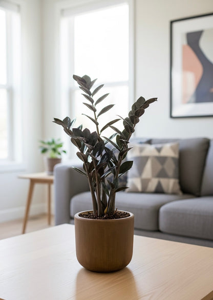 Small Plants