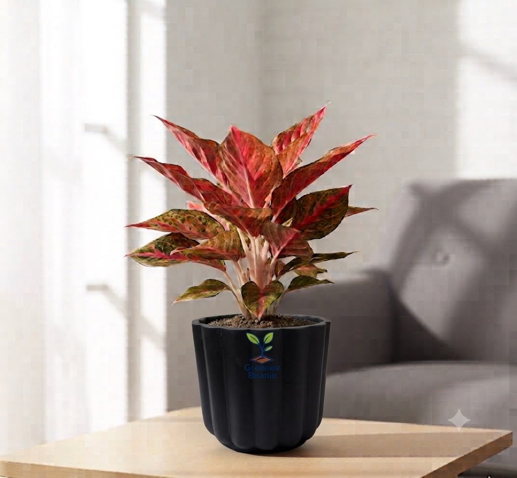 Aglaonema Chinese red