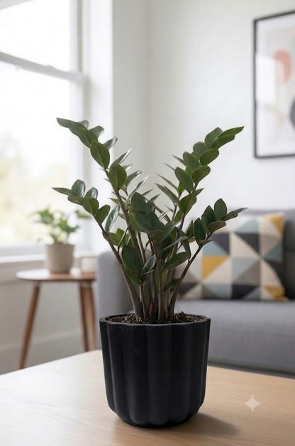Black ZZ (Zamioculcas zamiifolia Raven)