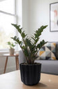 Black ZZ (Zamioculcas zamiifolia Raven)