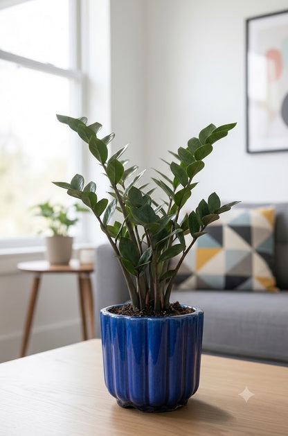 Black ZZ (Zamioculcas zamiifolia Raven)