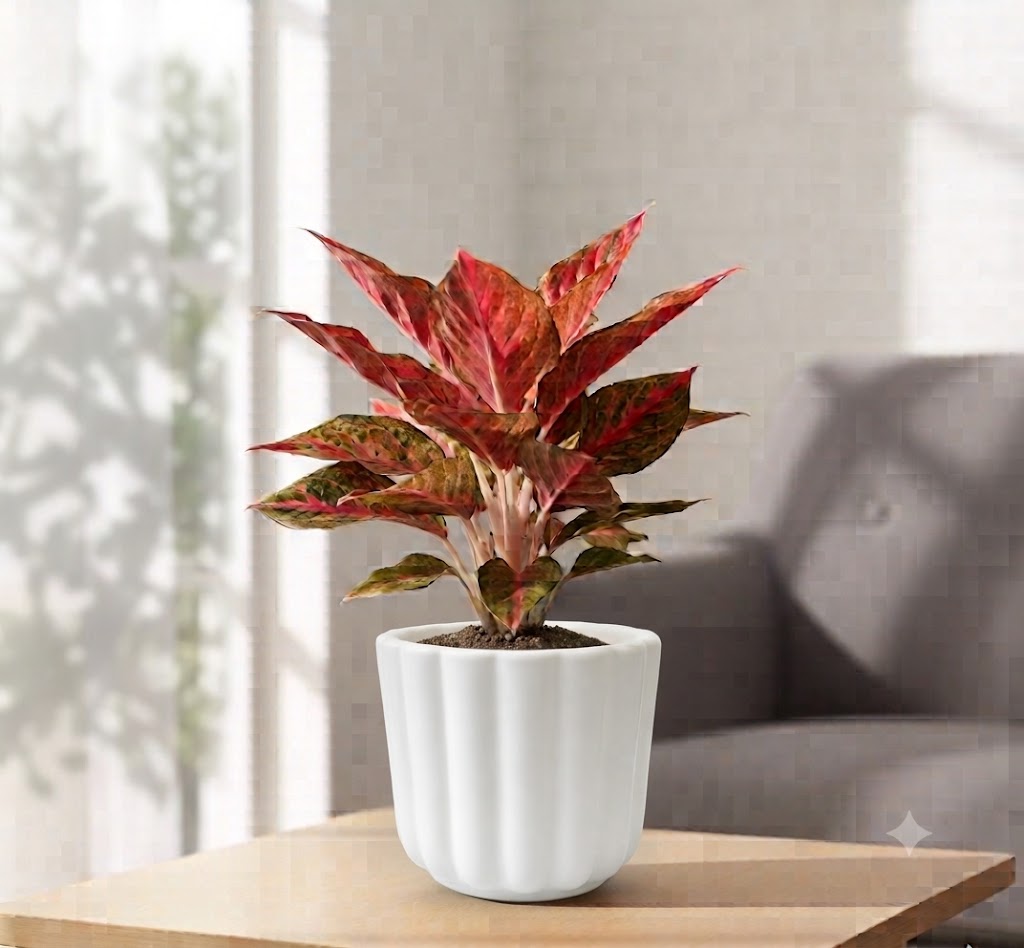 Aglaonema Chinese red