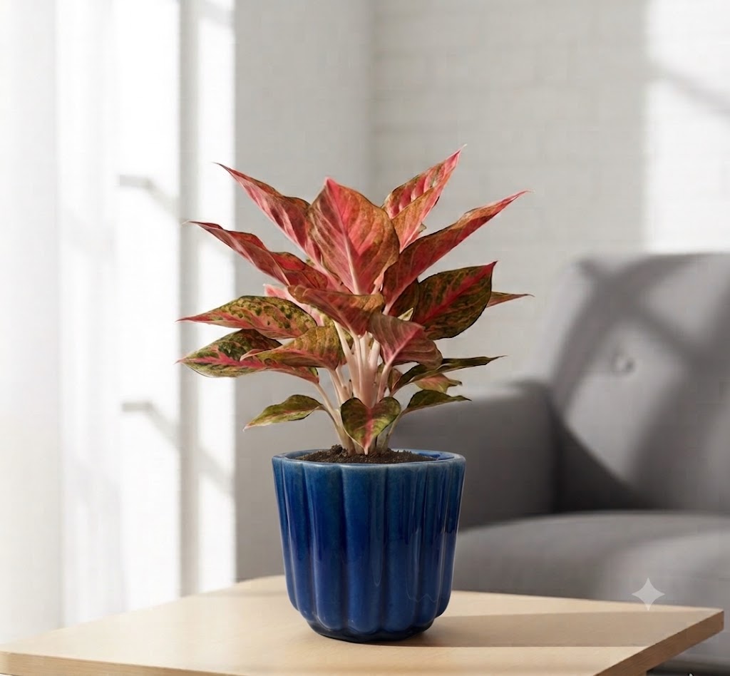 Aglaonema Chinese red