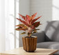 Aglaonema Chinese red