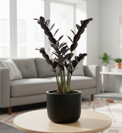 Black ZZ (Zamioculcas zamiifolia Raven)
