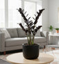 Black ZZ (Zamioculcas zamiifolia Raven)