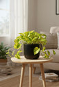 golden money plant
