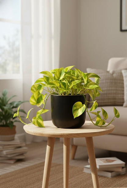 Small Plants