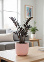 Small Plants