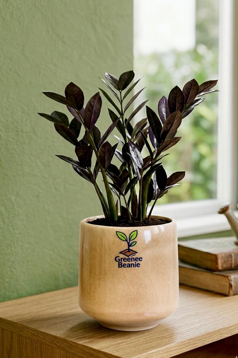 Black ZZ (Zamioculcas zamiifolia Raven)