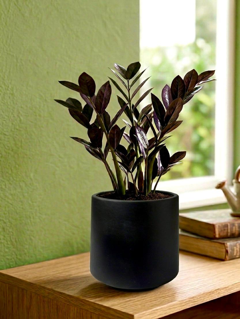 Black ZZ (Zamioculcas zamiifolia Raven)