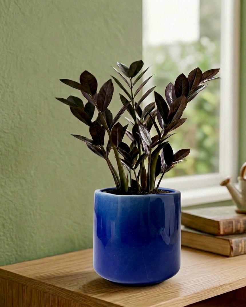 Black ZZ (Zamioculcas zamiifolia Raven)