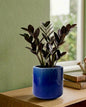 Black ZZ (Zamioculcas zamiifolia Raven)