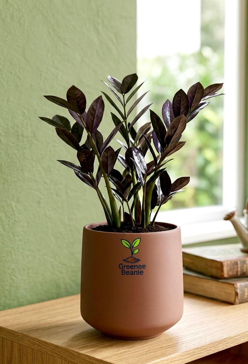 Black ZZ (Zamioculcas zamiifolia Raven)