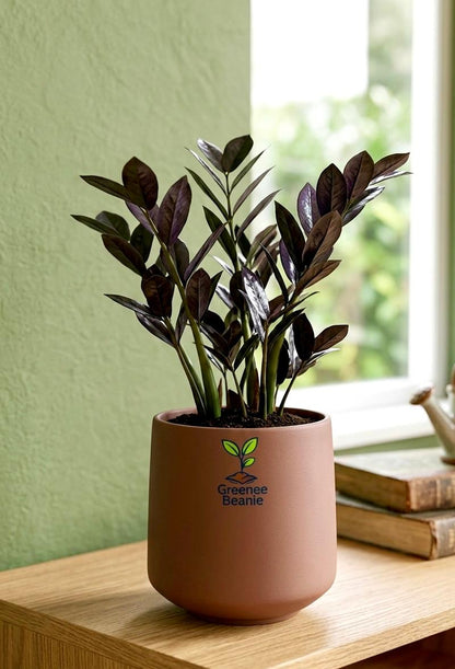 Black ZZ (Zamioculcas zamiifolia Raven)