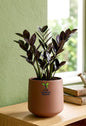 Black ZZ (Zamioculcas zamiifolia Raven)