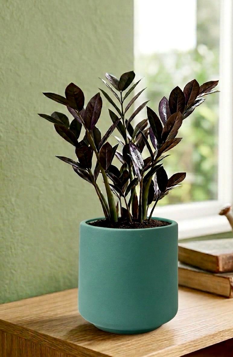 Black ZZ (Zamioculcas zamiifolia Raven)