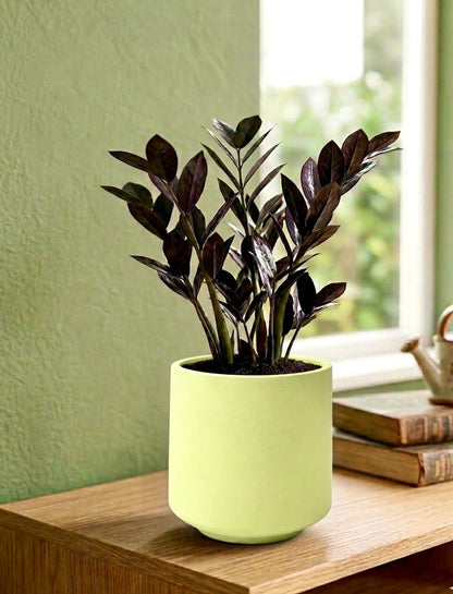 Black ZZ (Zamioculcas zamiifolia Raven)