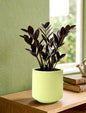 Black ZZ (Zamioculcas zamiifolia Raven)