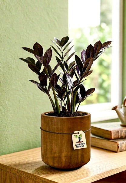 Black ZZ (Zamioculcas zamiifolia Raven)