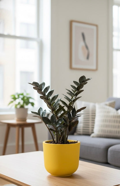 Black ZZ (Zamioculcas zamiifolia Raven)