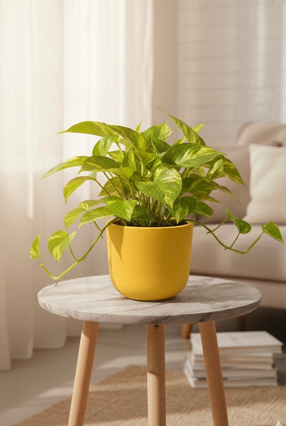 Small Plants