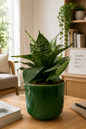 Snake Plant (Sansevieria)
