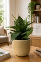 Snake Plant (Sansevieria)